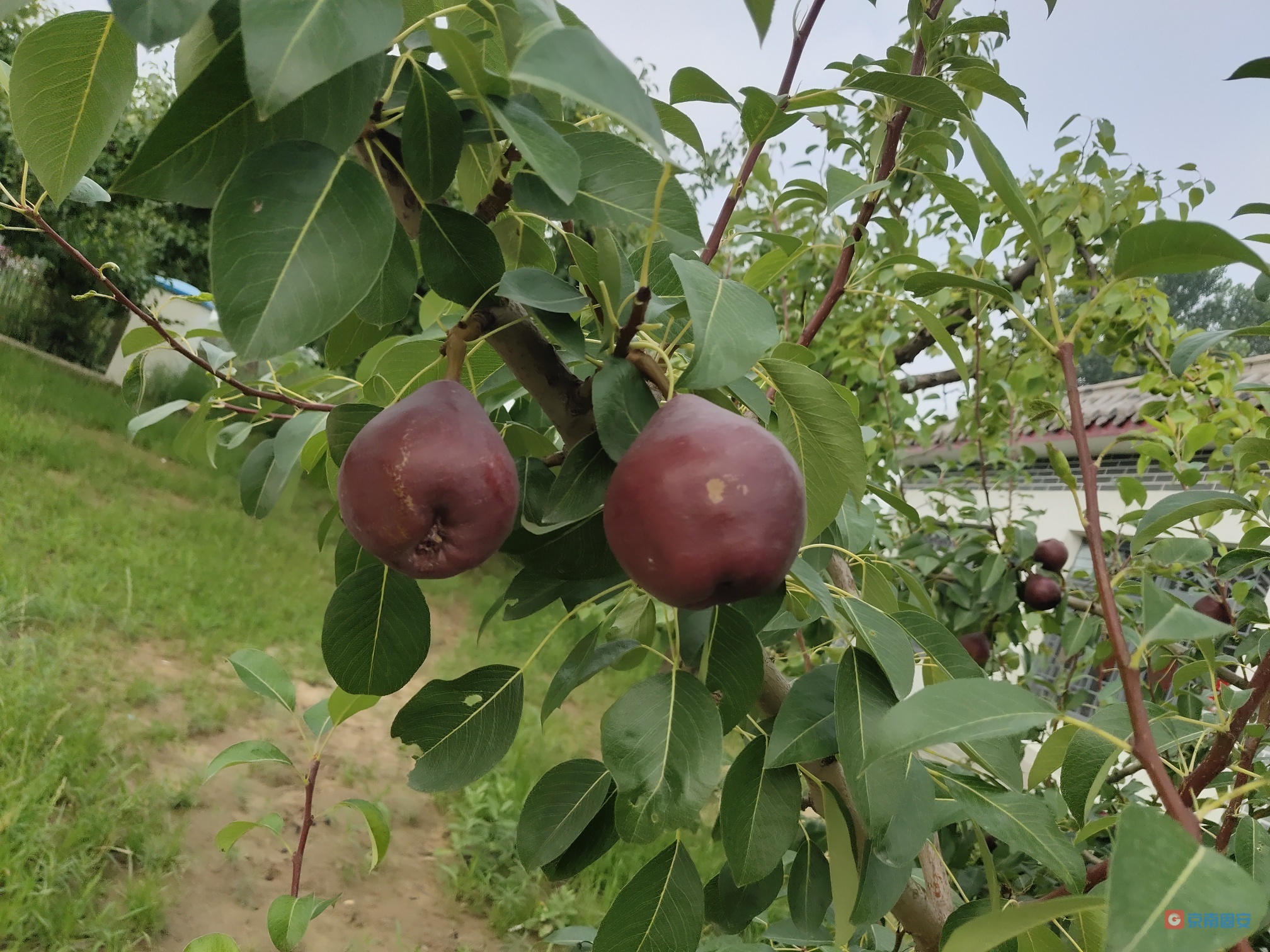 东湖庄村梨园美9322 作者:博文 帖子ID:113729 东湖,庄村,梨园